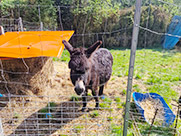 Ferienwohnungen auf dem Bauernhof im Schwarzwald