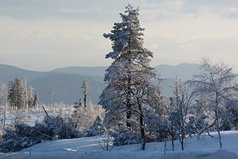 Nationalpark Schwarzwald